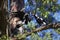 Magpie bird feeding juvenile in tree spring season nature