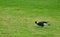 Magpie bird just lands on grass