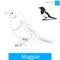 Magpie bird learn to draw vector