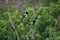 Magpie bird pair on a branch