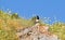 Magpie bird sitting on rock between wild flowers