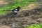 Magpie bird standing near puddle gathering filth for building nest