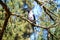 Magpie bird on the tree