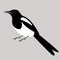 Magpie bird, vector illustration, flat style