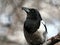 Magpie on a branch.