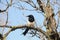 Magpie on a branch