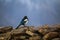 Magpie close-up sitting on the ruins of an ancient fortress in the Pamir mountains