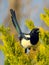 Magpie in a Conifer Tree with Blue plumage