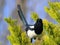 Magpie in a Conifer Tree with Blue plumage