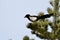 Magpie on a conifer tree, close-up photo