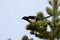 Magpie on a conifer tree, close-up photo