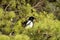 Magpie on a conifer tree, close-up photo