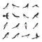 Magpie crow bird icons set flat style