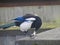 Magpie eating food on a roof