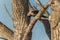 Magpie eating its food on a branch