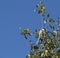 The magpie is eating wild fruit