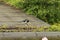 A magpie eats from a freshly caught sparrow on the roof of a barn