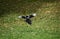 Magpie Eurasian, Pica pica in flight.