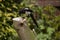 Magpie feeding