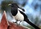 Magpie feeding on donut in urban house garden.