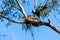 A magpie feeding its babies in a nest on a branch