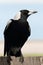 Magpie on fence