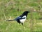 Magpie in a field or meadow with Blue plumage