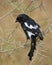 Magpie Finch