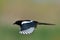 Magpie in flight pica caudata