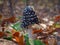 Magpie fungus and leaves on the forest floor