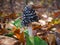 Magpie fungus and leaves on the forest floor