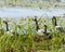 Magpie geese