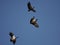 Magpie geese flying