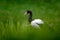 Magpie goose, Anseranas semipalmata, black and white goose duck from Australia in the green grass. Bird in the habitat. Wildlife s
