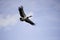 Magpie goose in flight Northern Territory Australia