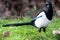 Magpie on Grass with Autumn Leaves