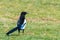 Magpie on ground, Common magpie Pica pica