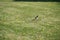 A magpie hopping on a meadow with blooming dandelions, lateral view