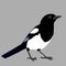 Magpie illustration isolated