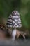 Magpie Inkcap - Coprinopsis picacea