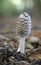 Magpie Inkcap - Coprinopsis picacea