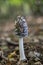 Magpie Inkcap - Coprinopsis picacea