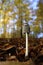 Magpie Inkcap - deciduous forest floor - closed mushroom hat