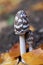 Magpie Inkcap - foliage - macro