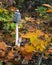 A magpie inkcap fungus in autumnal forest with green and yellow leaves around