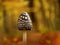 Magpie inkcap fungus, Coprinopsis picacea, in the autumn forest