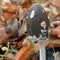 Magpie inkcap mushroom