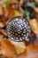 Magpie Inkcap - top view