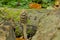 Magpie inkcaps mushroom in the forest