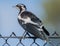 Magpie-lark, Australia - 3